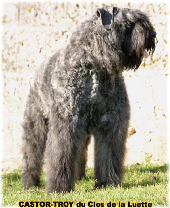 bouvier des flandres du clos de la luette - copyright déposé